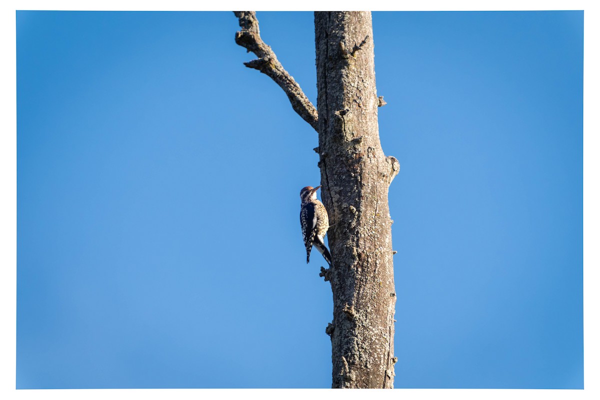 נקר צהוב-בטן - ML644555349
