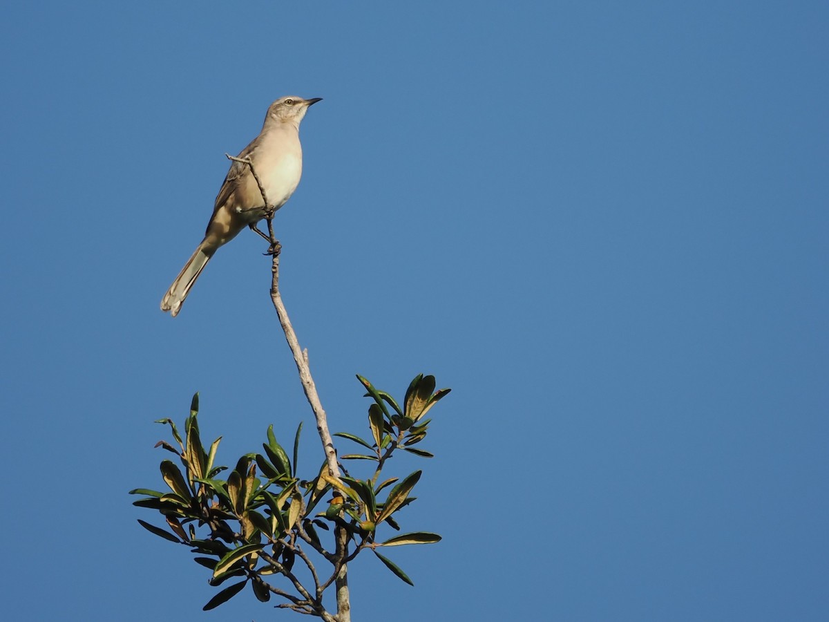 חקיינית צפונית - ML644555350
