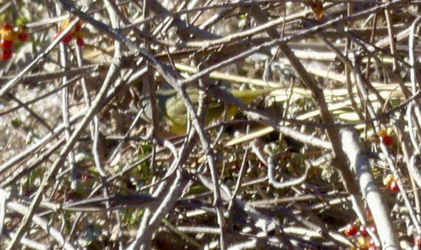 MacGillivray's Warbler - ML644555351