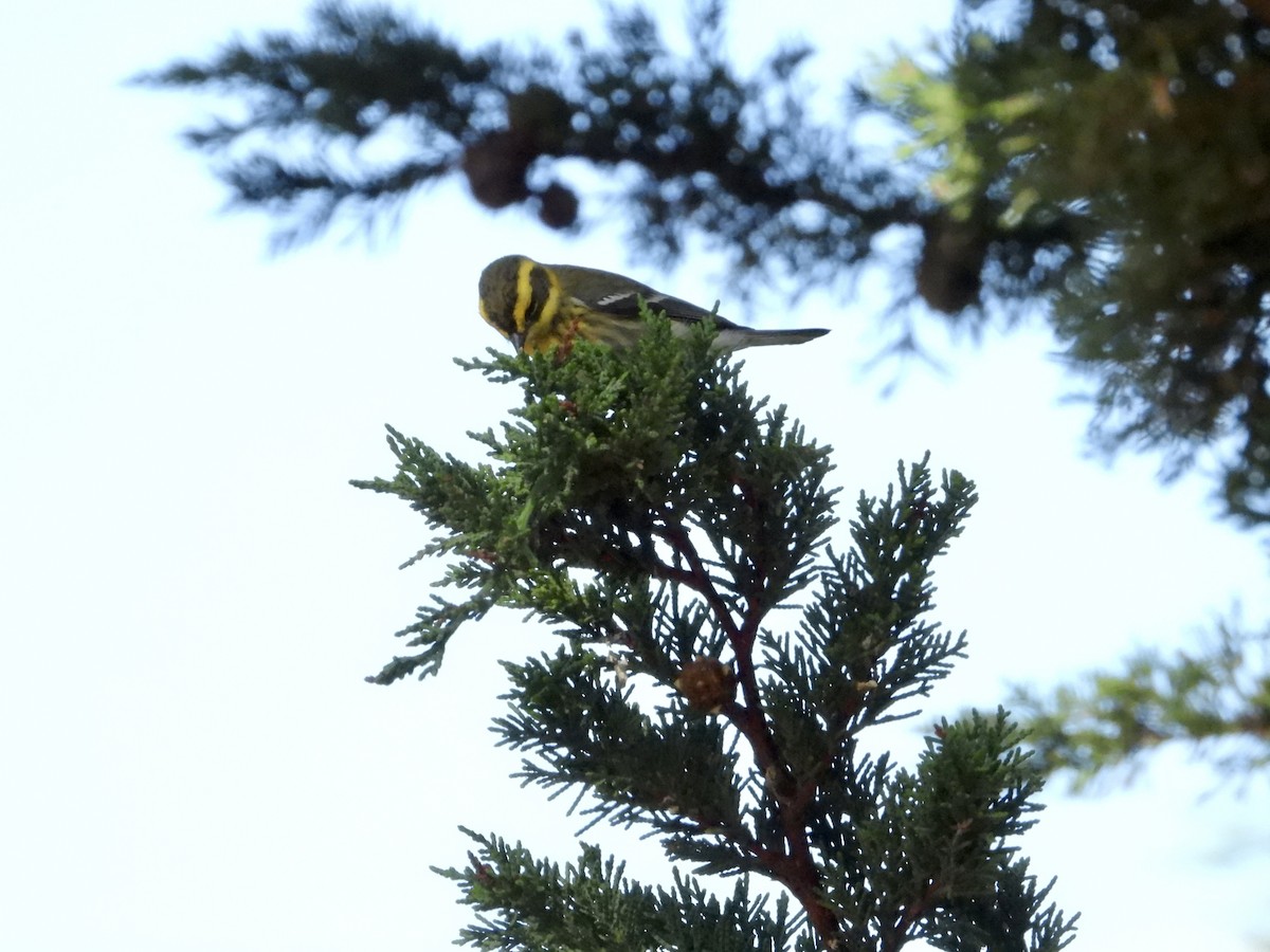 Townsend Ötleğeni - ML644555355