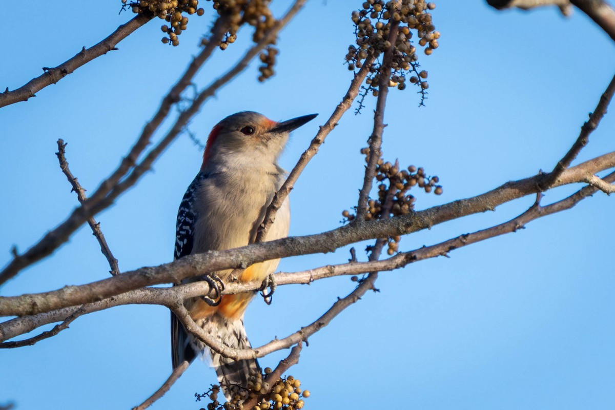 シマセゲラ - ML644555356
