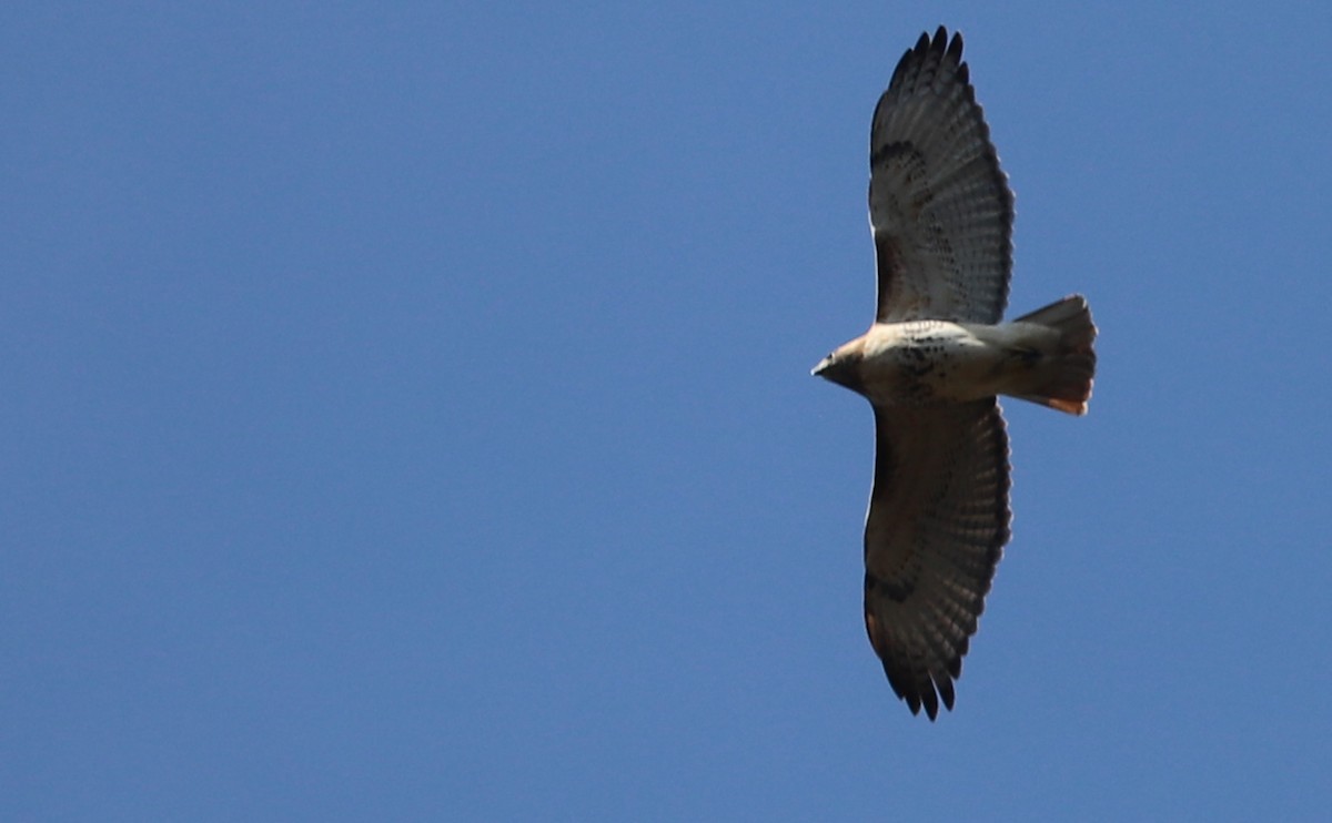 Buse à queue rousse (borealis) - ML644555358