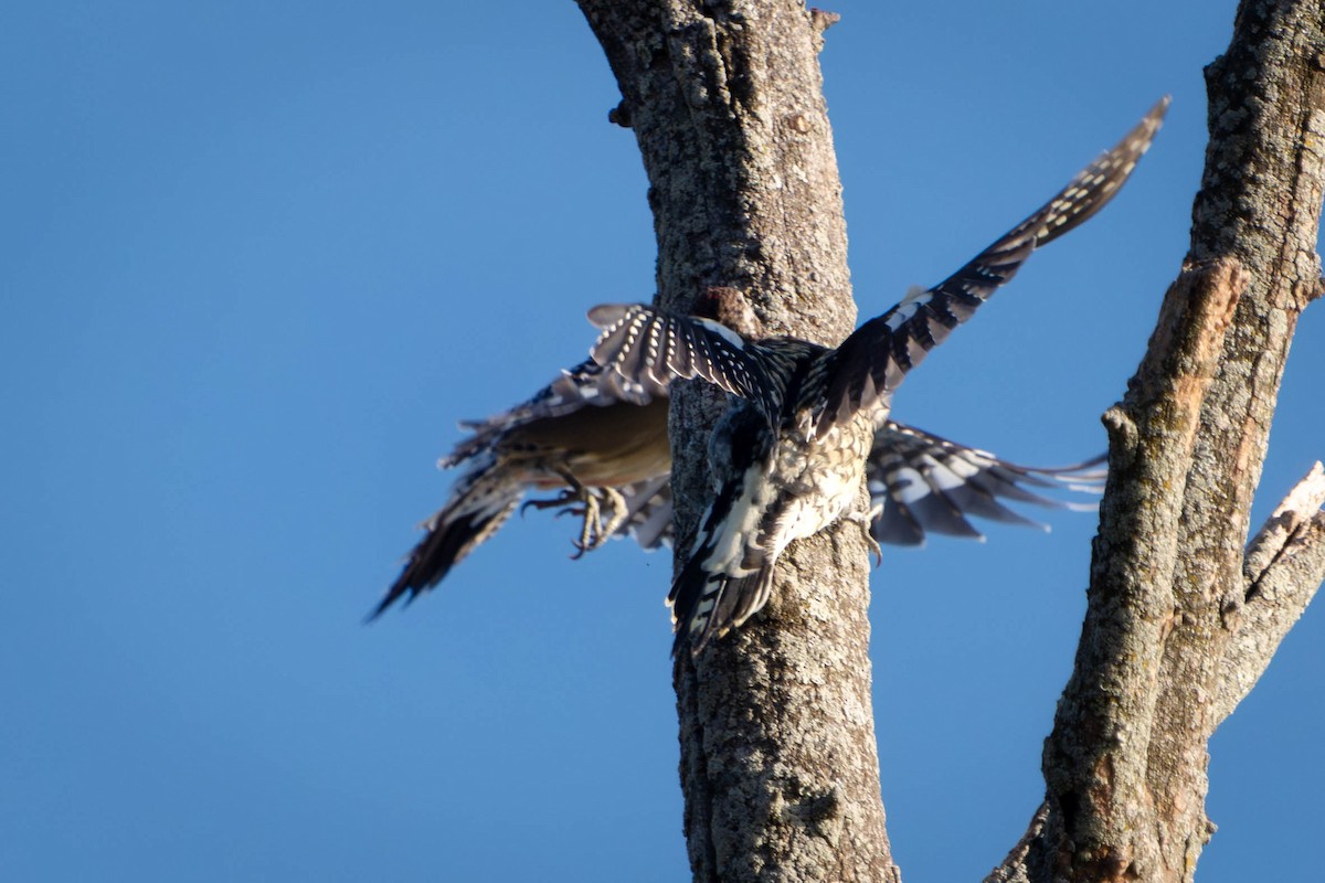 Yellow-bellied Sapsucker - ML644555360