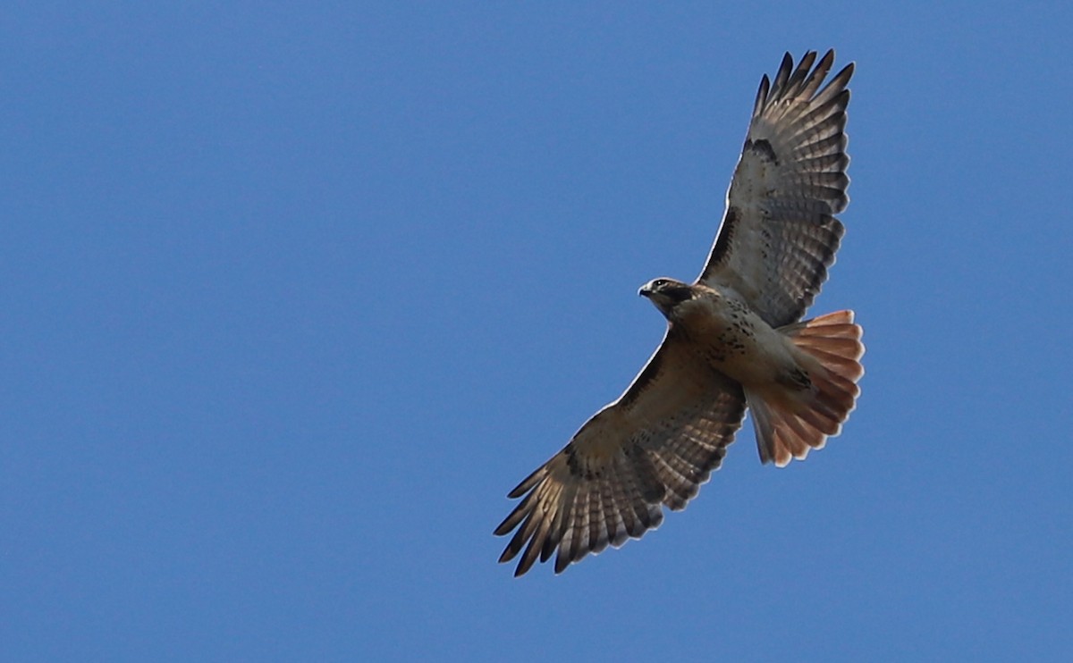 Buse à queue rousse (borealis) - ML644555374