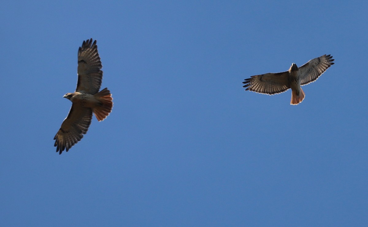 Buse à queue rousse (borealis) - ML644555379