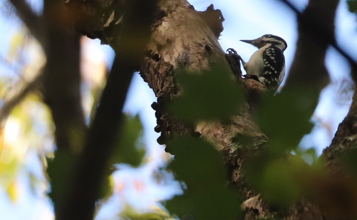 Pic chevelu (groupe villosus) - ML644555382