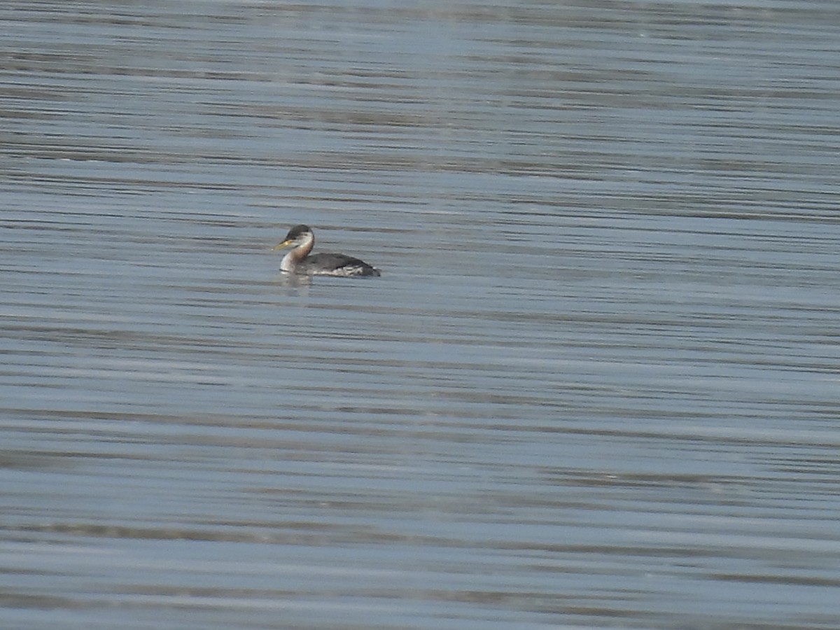 Red-necked Grebe - ML644555390
