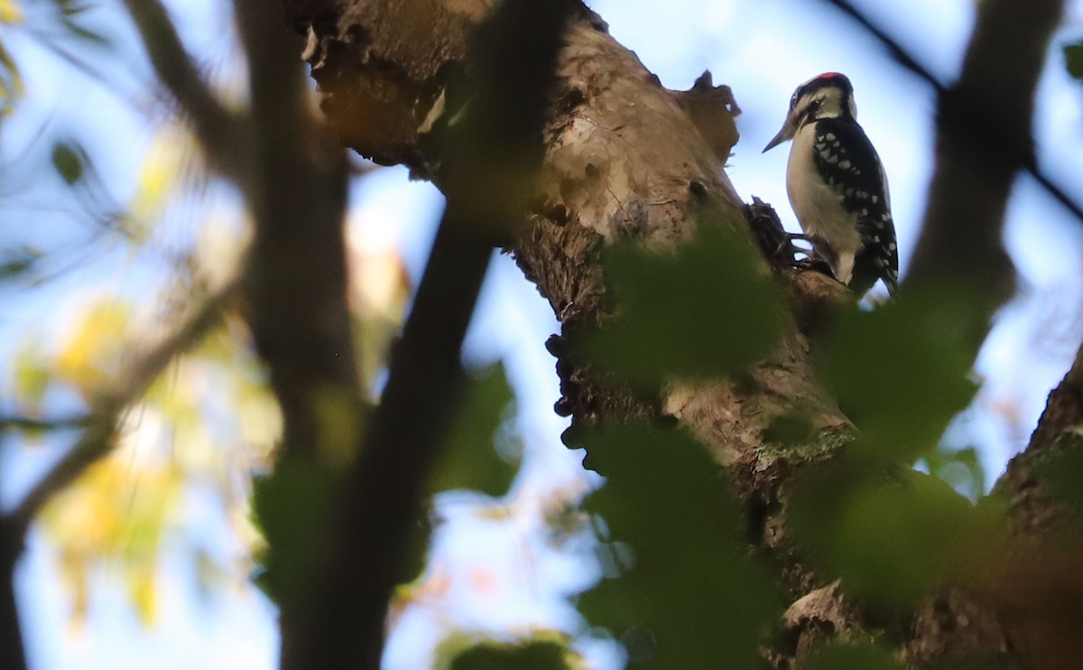 Pic chevelu (groupe villosus) - ML644555392