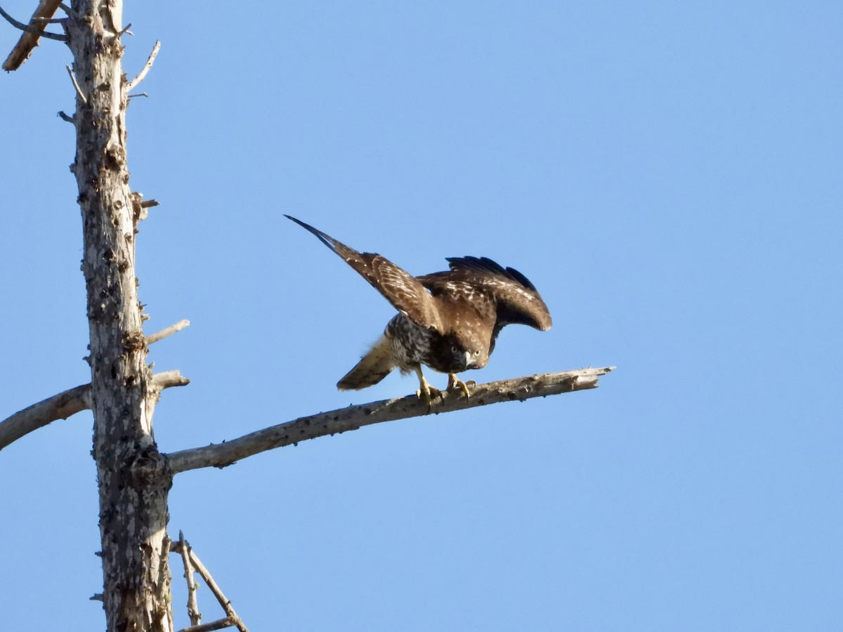 Busardo Colirrojo - ML644555393