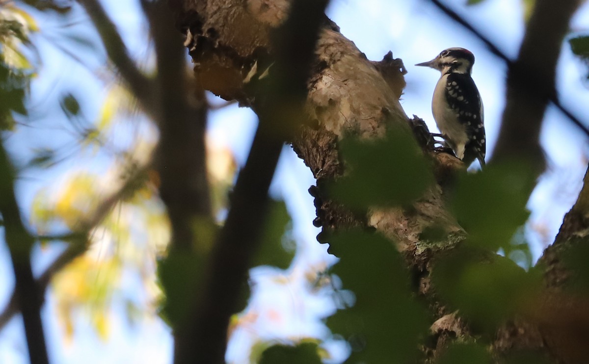 Pic chevelu (groupe villosus) - ML644555410