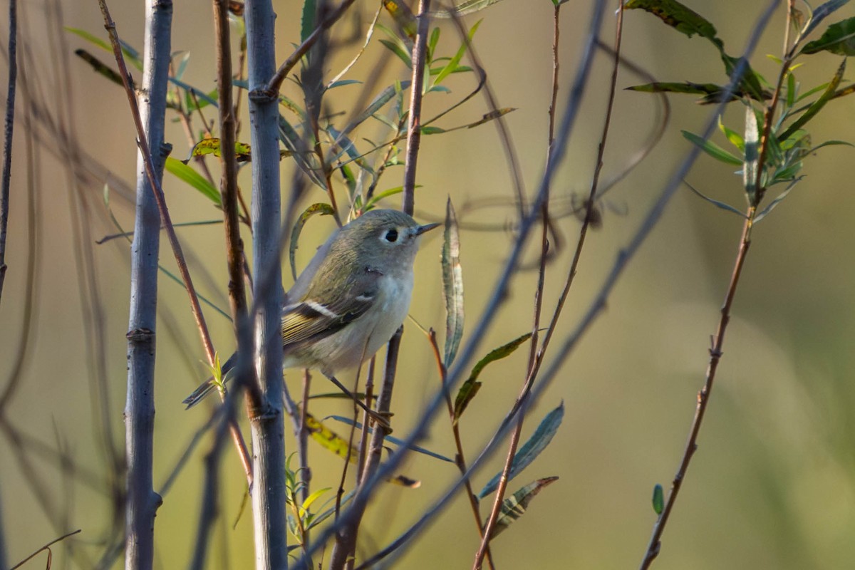 Золотомушка рубіновочуба - ML644555411