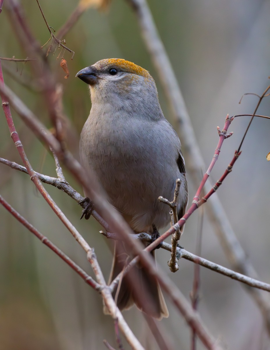 פתיאלי אורנים - ML644555414