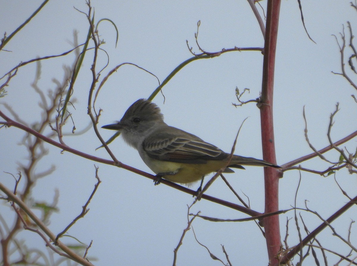 Ash-throated Flycatcher - ML644555419