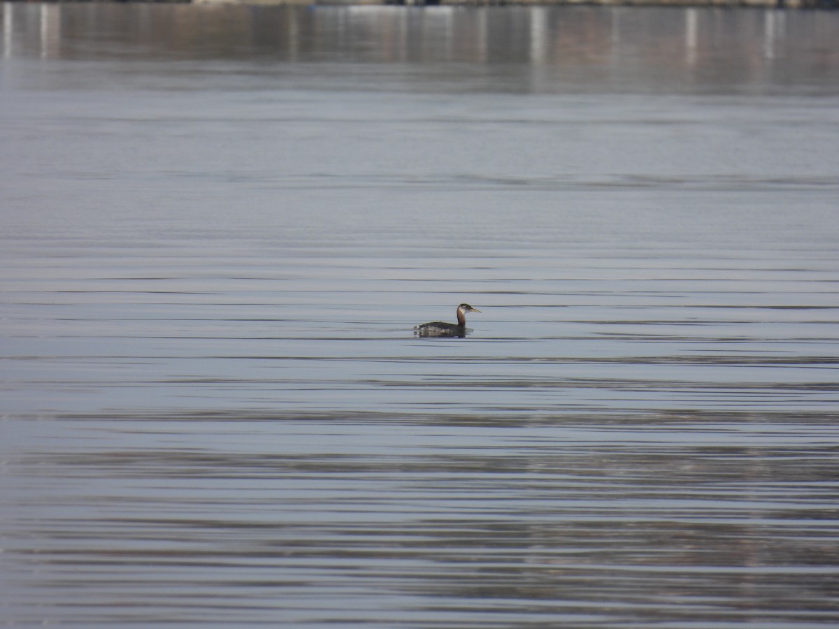 Red-necked Grebe - ML644555420