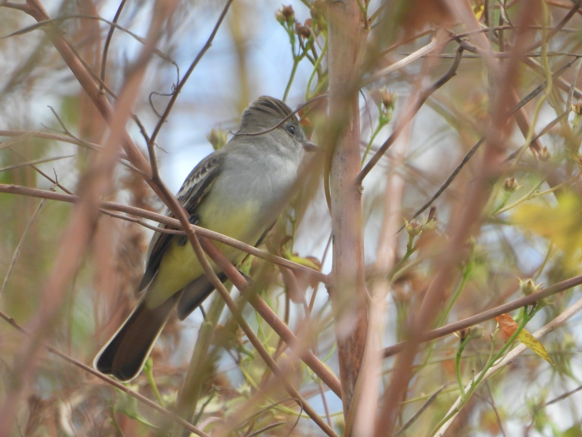 Ash-throated Flycatcher - ML644555422