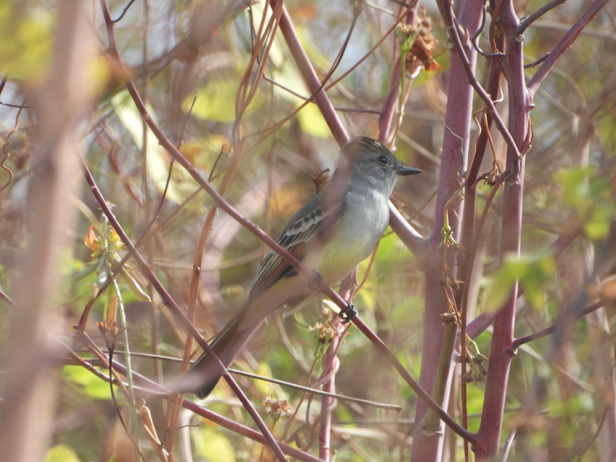 Ash-throated Flycatcher - ML644555423