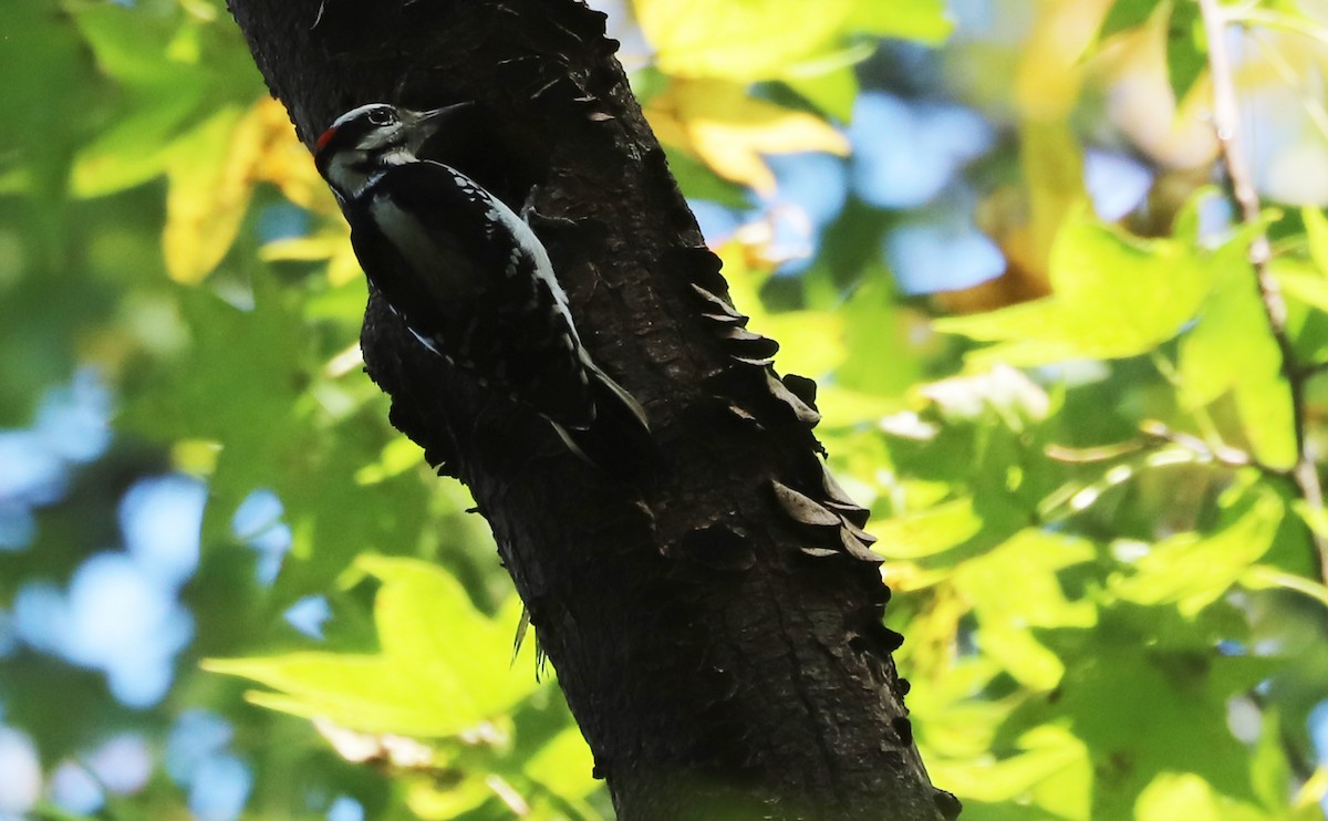 Pic chevelu (groupe villosus) - ML644555428