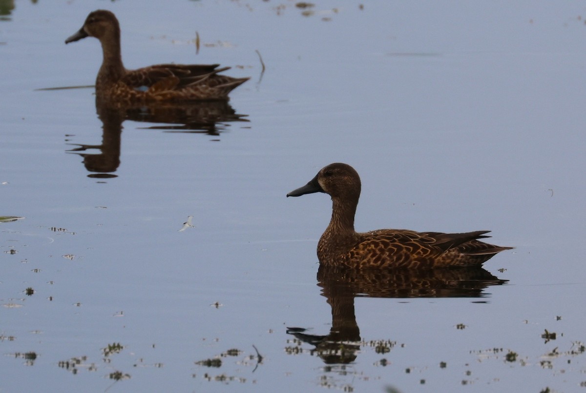 Cerceta Aliazul - ML644555430
