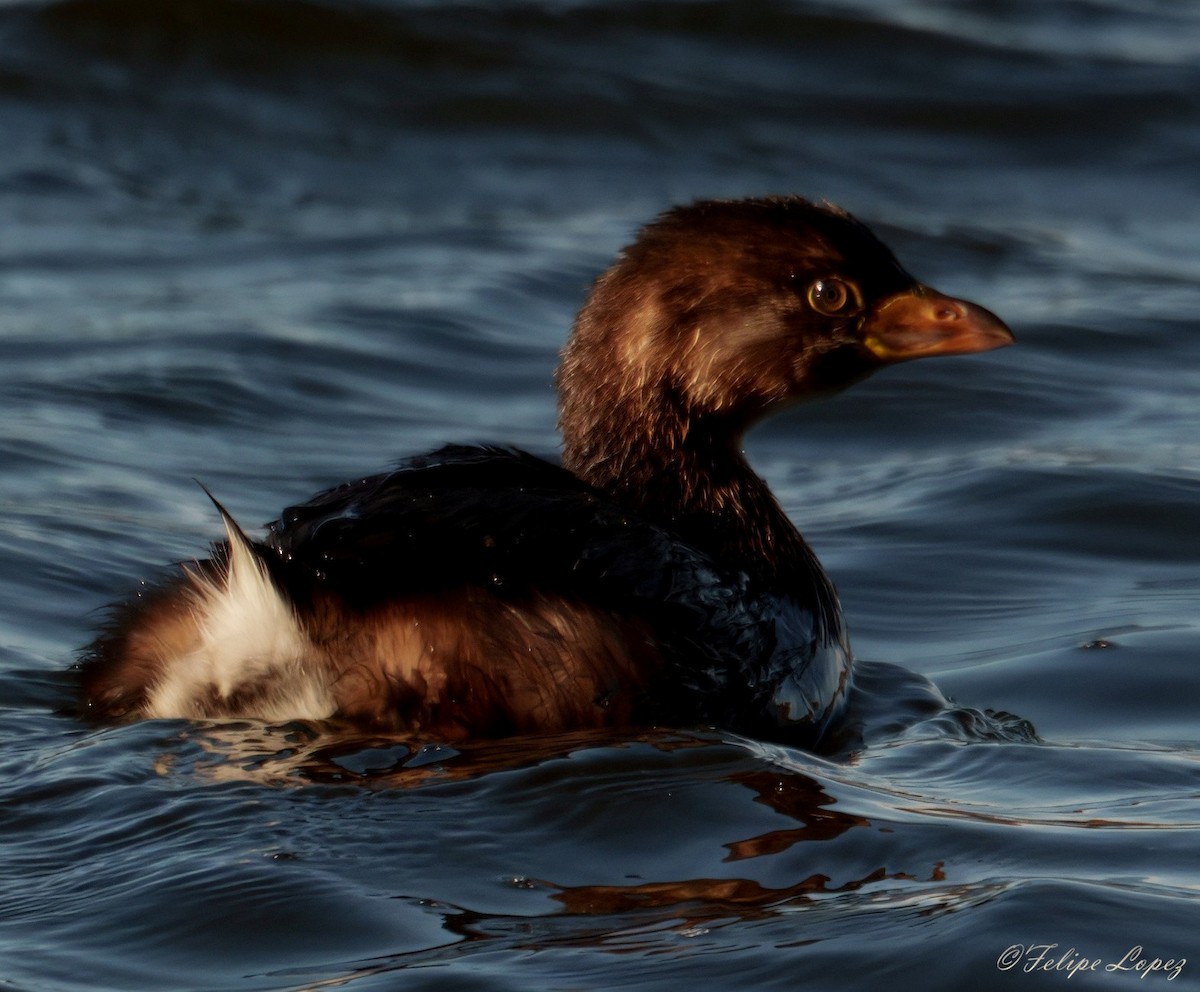 ringnebbdykker - ML644555432