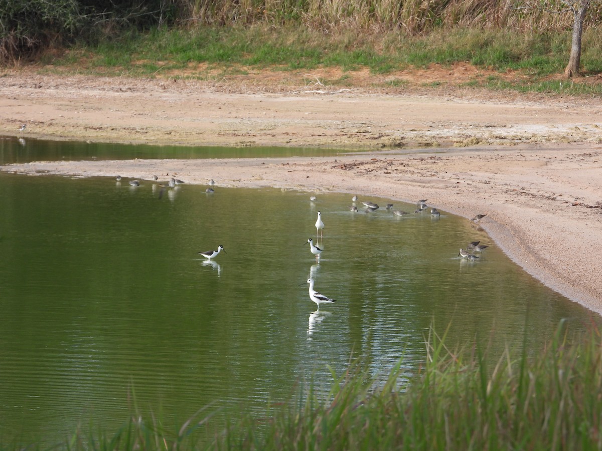 Black-necked Stilt - ML644555434