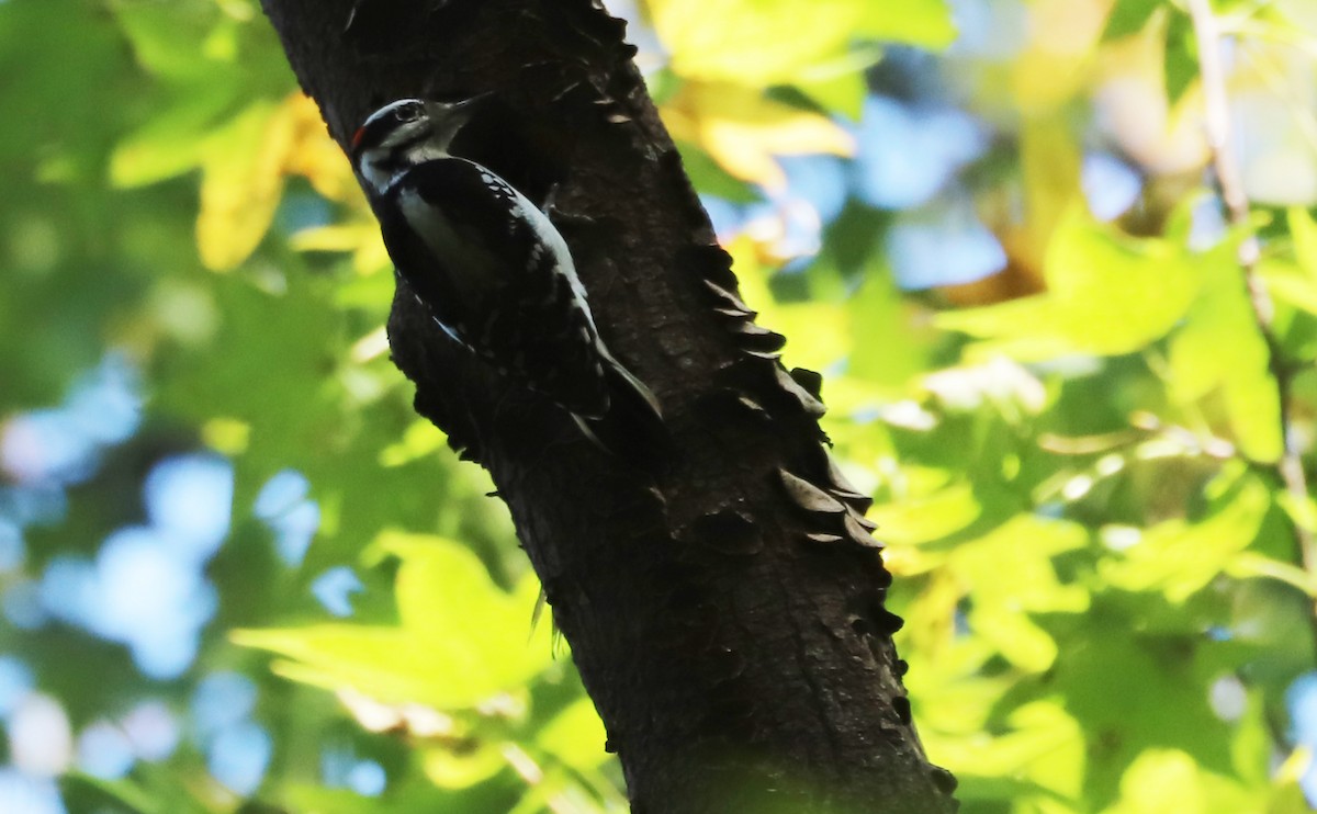 Pic chevelu (groupe villosus) - ML644555436