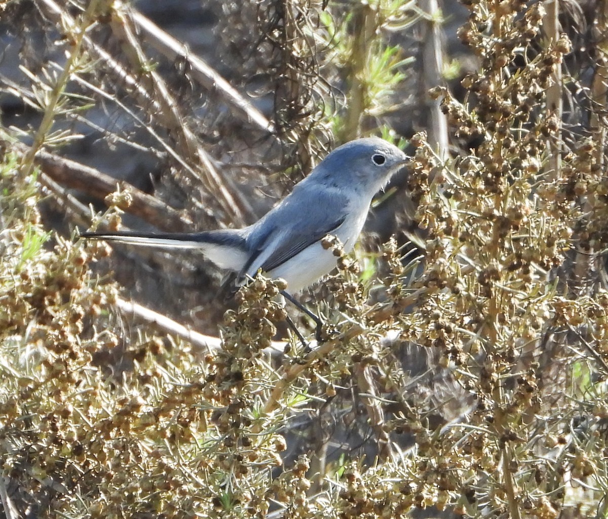 Blue-gray Gnatcatcher - ML644555437