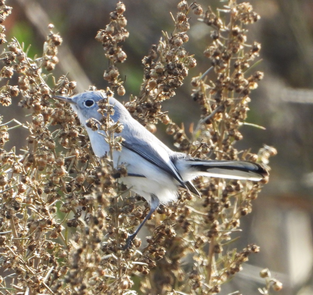 Blue-gray Gnatcatcher - ML644555438