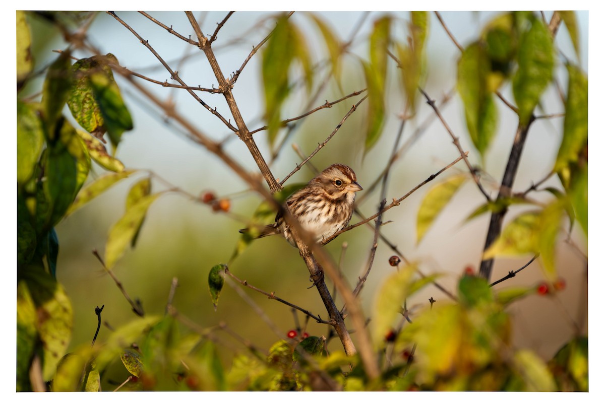 Song Sparrow - ML644555445