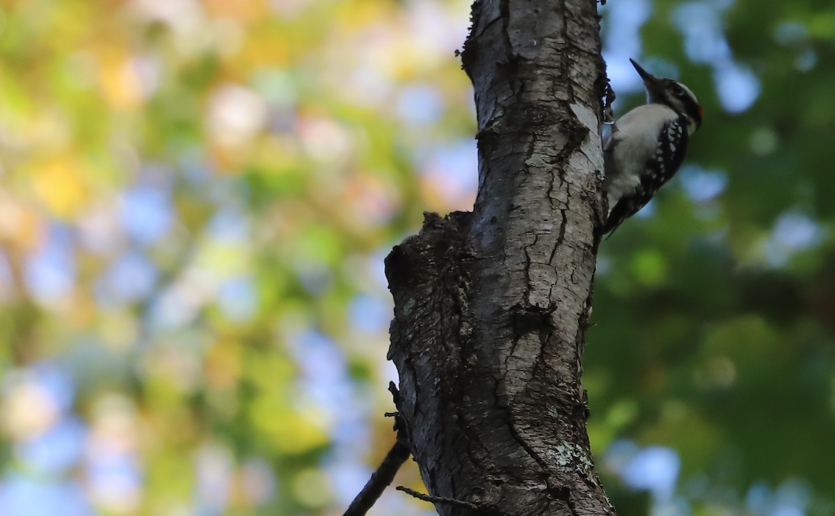 Pic chevelu (groupe villosus) - ML644555446