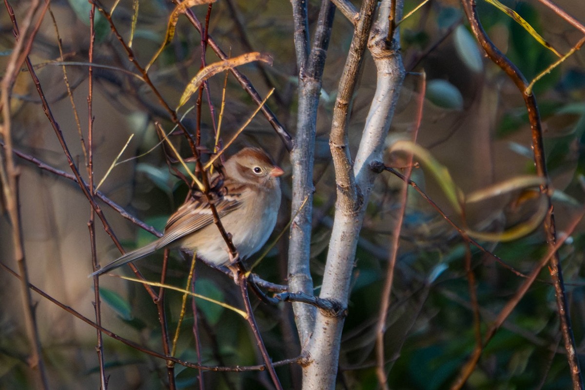 Field Sparrow - ML644555447