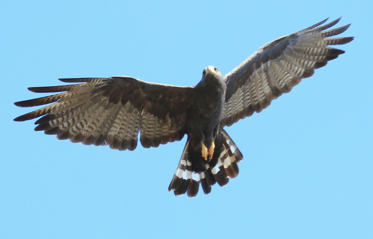 Zone-tailed Hawk - ML644555463