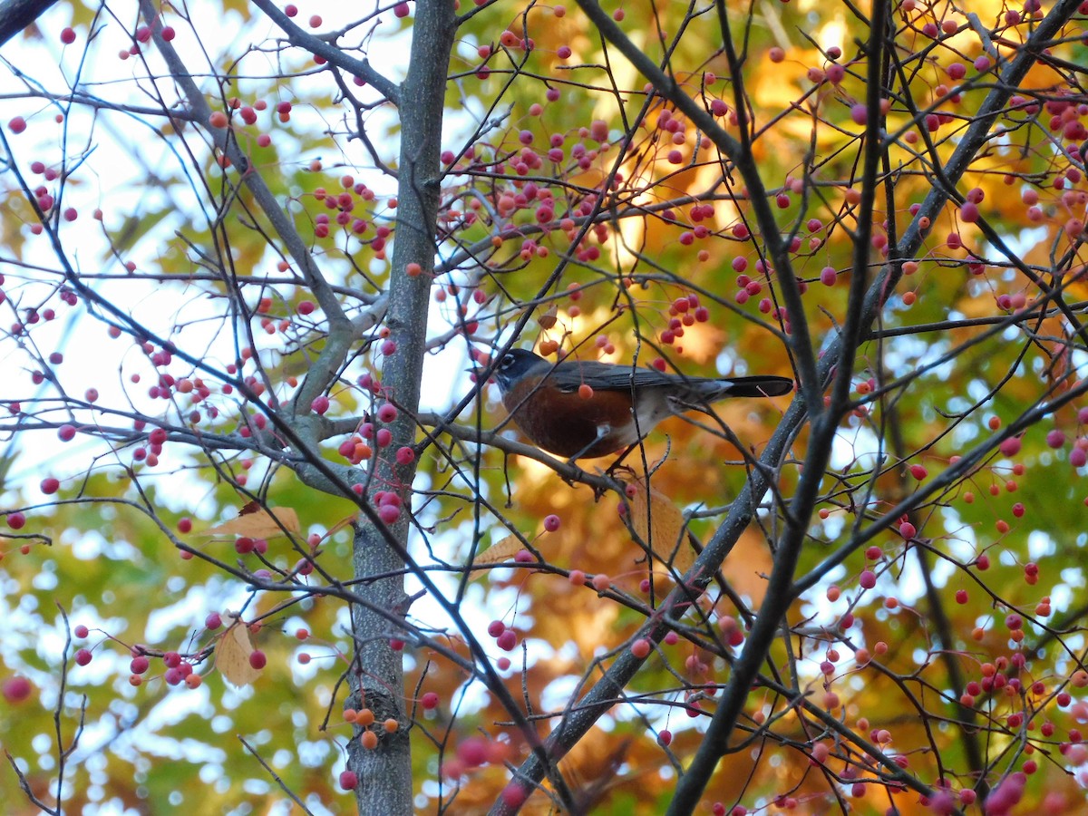 קיכלי נודד - ML644555464