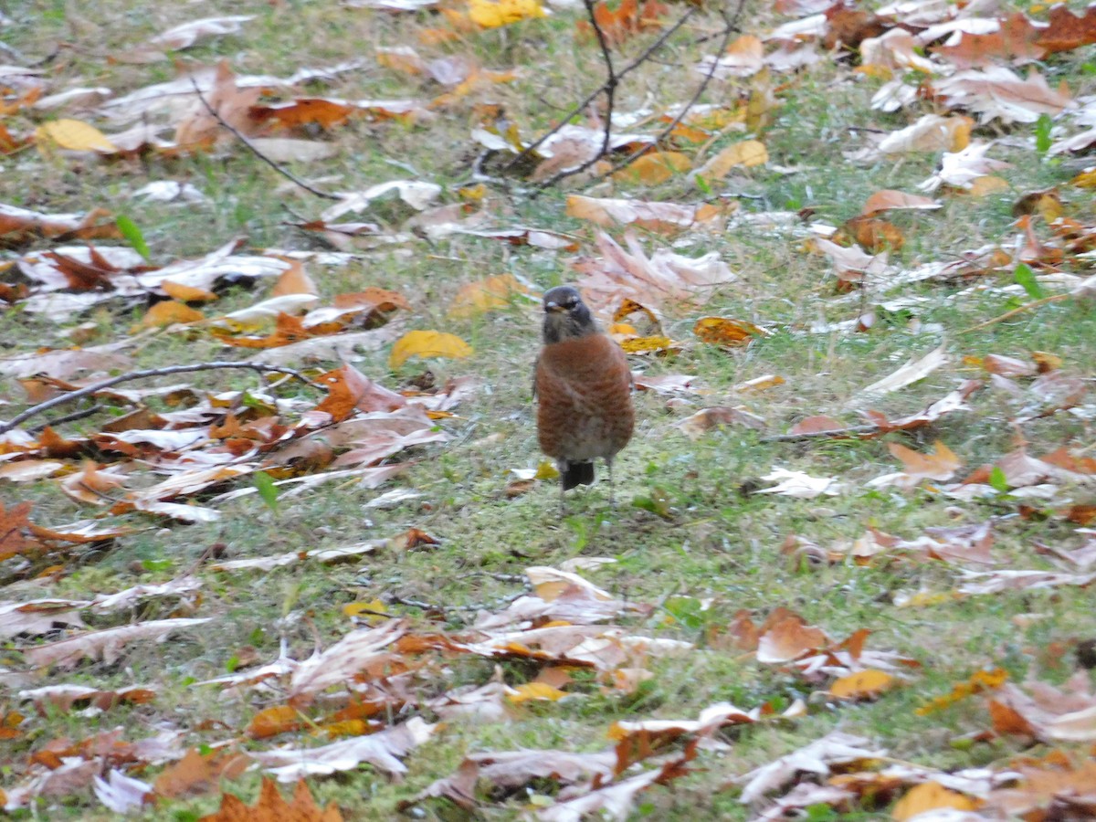 קיכלי נודד - ML644555465