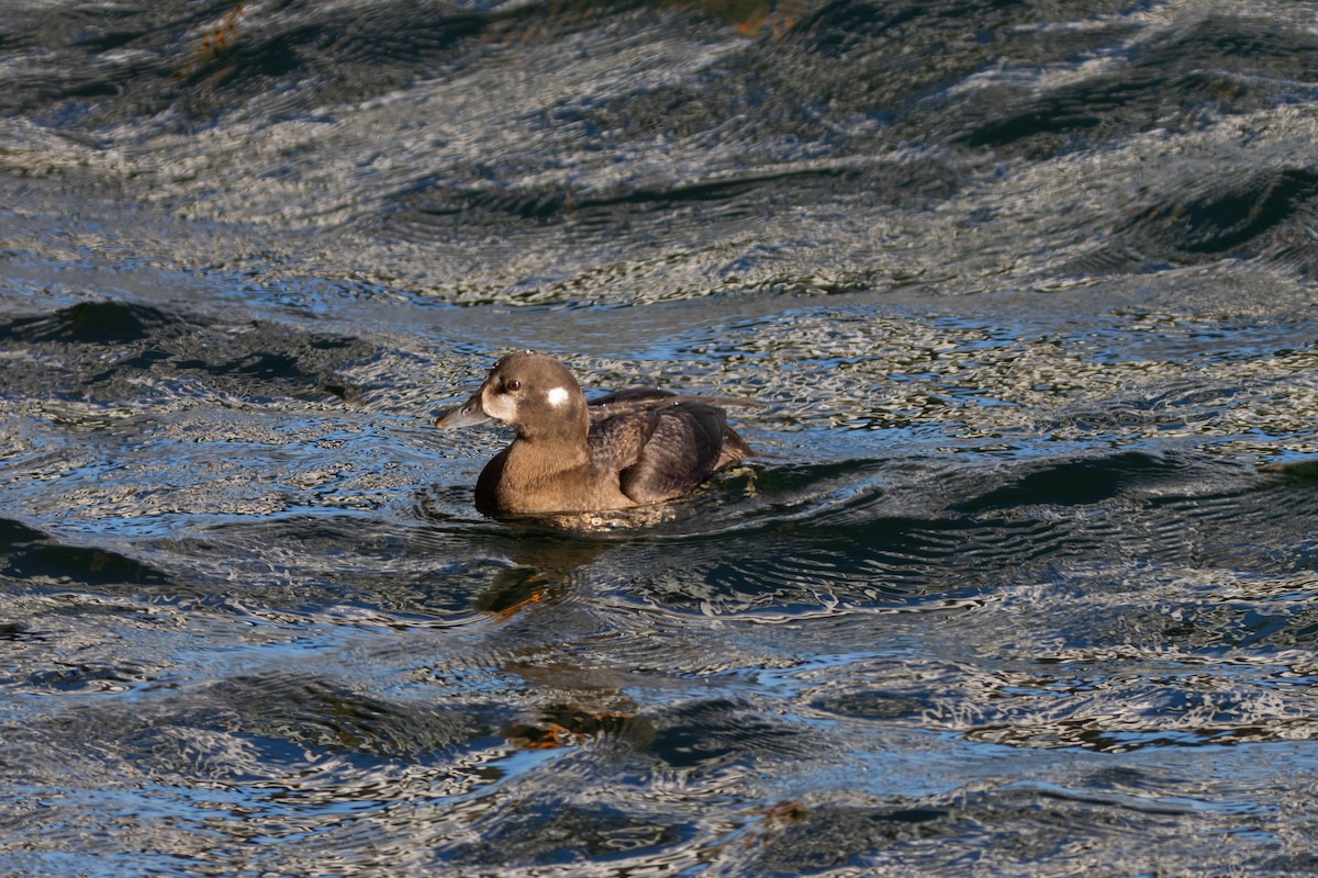 ברווז איסלנדי - ML644555466