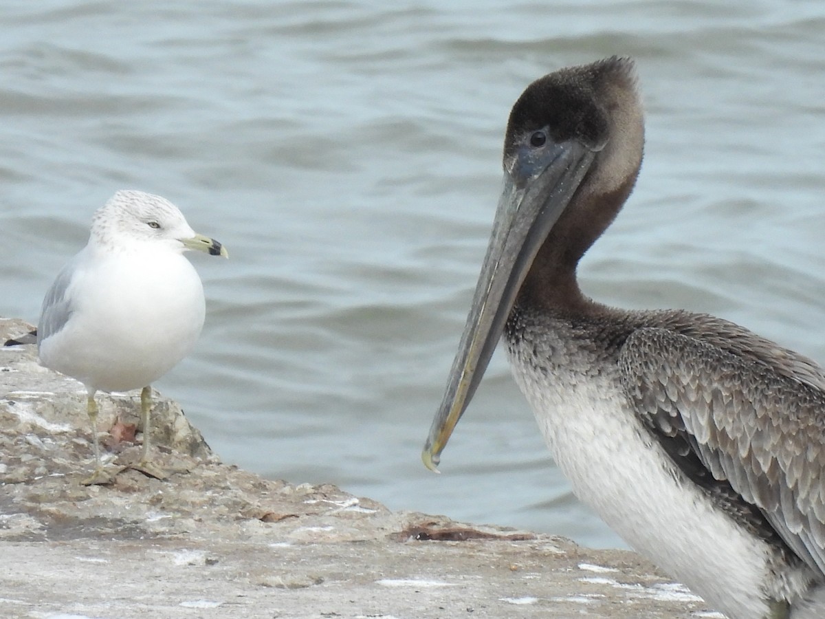 Brown Pelican - ML644555472