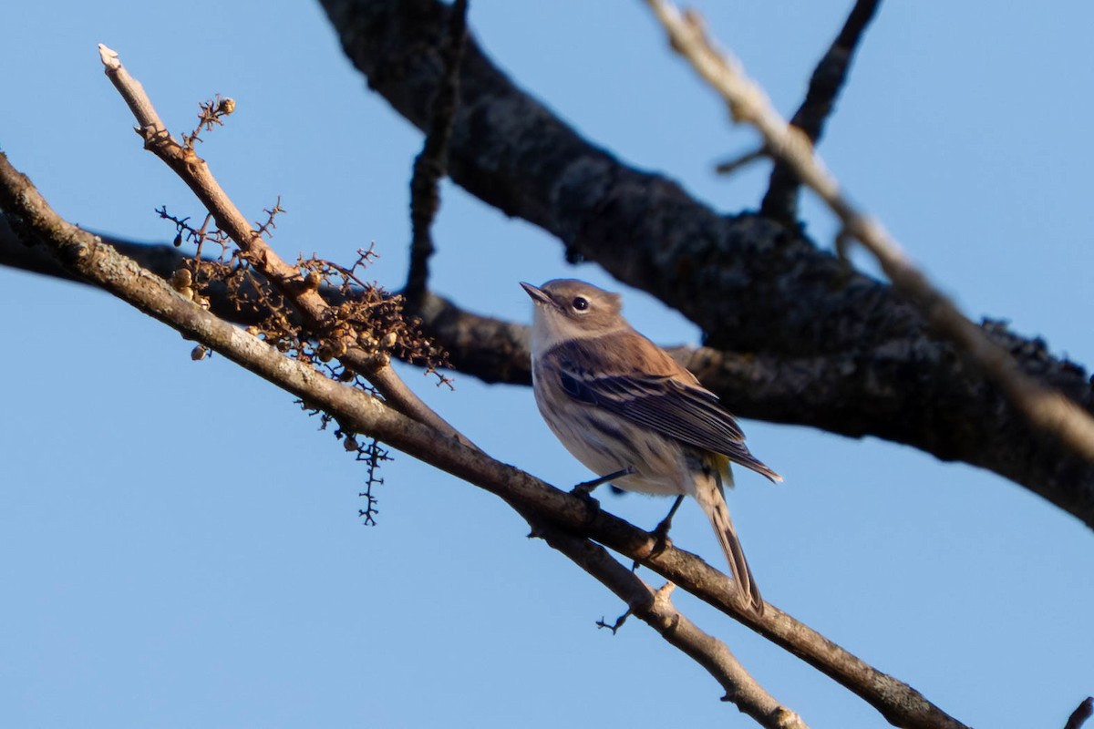 Yellow-rumped Warbler - ML644555477