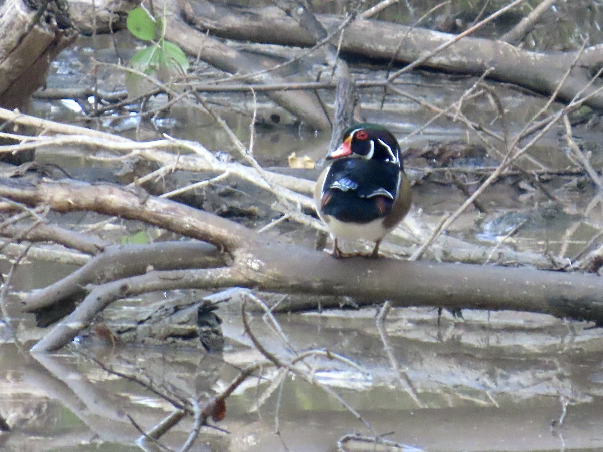 kachnička karolínská - ML644555479