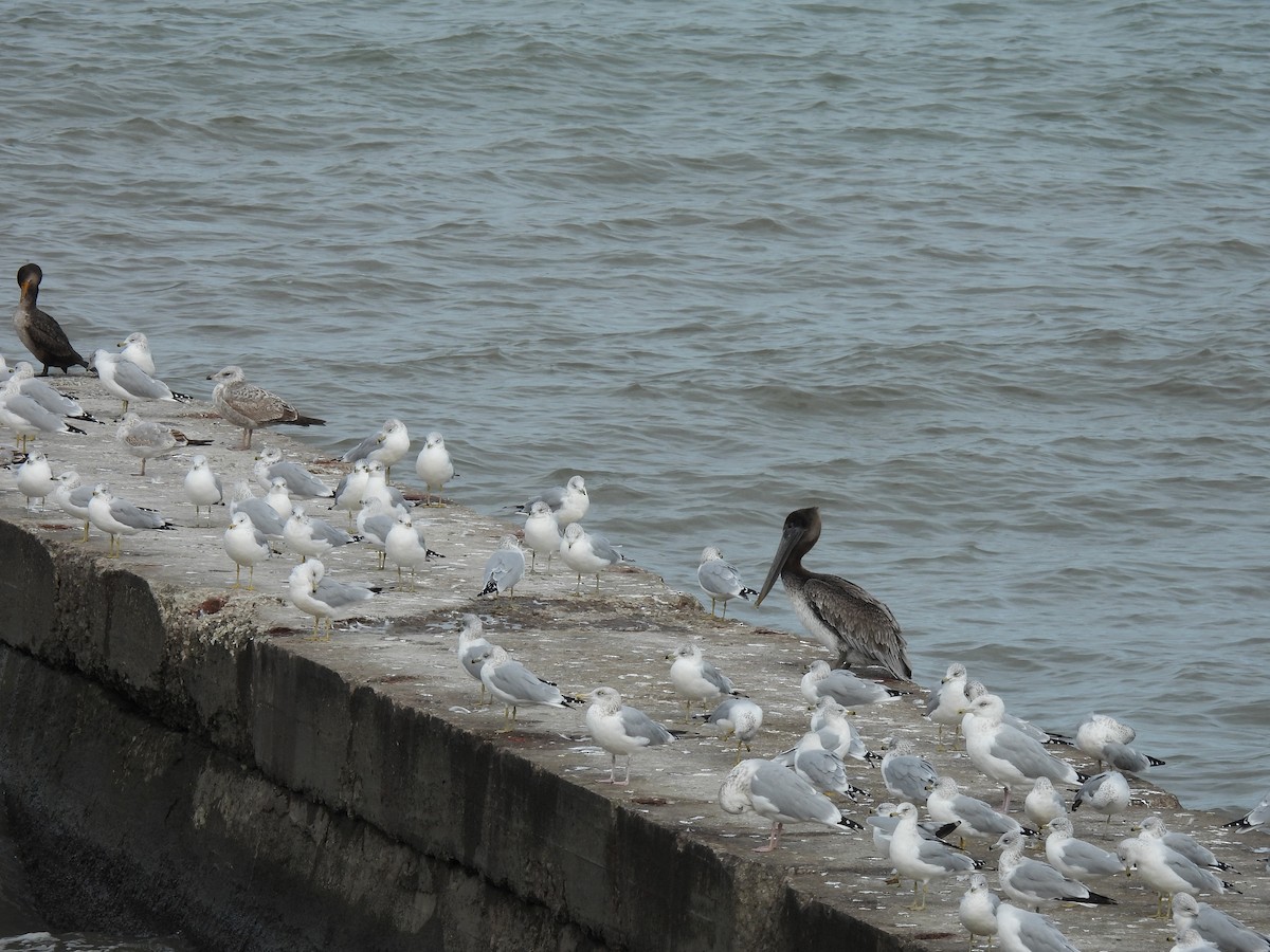 Brown Pelican - ML644555486