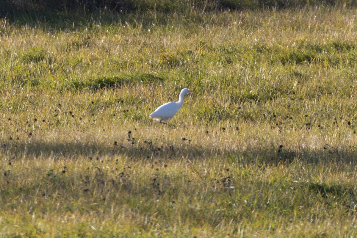אנפית בקר מערבית - ML644555495