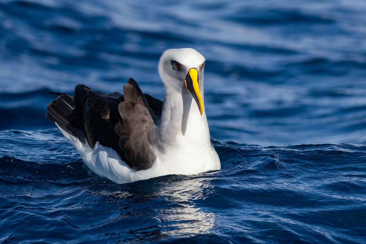 Buller's Albatross - ML644555500