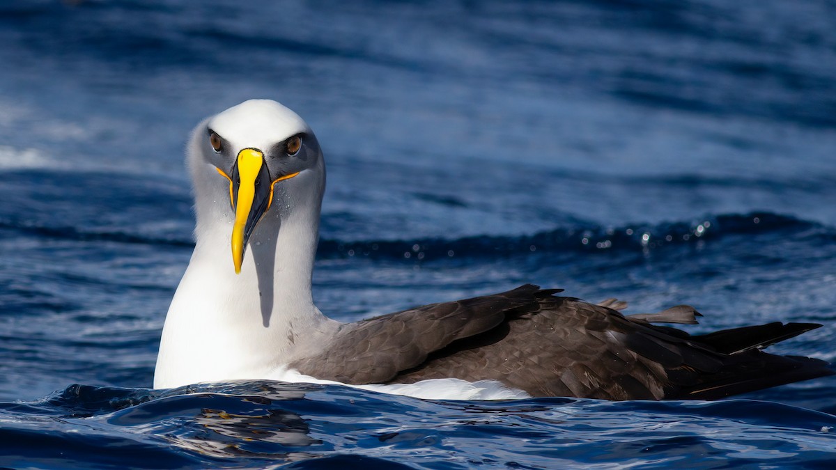 Buller's Albatross - ML644555510