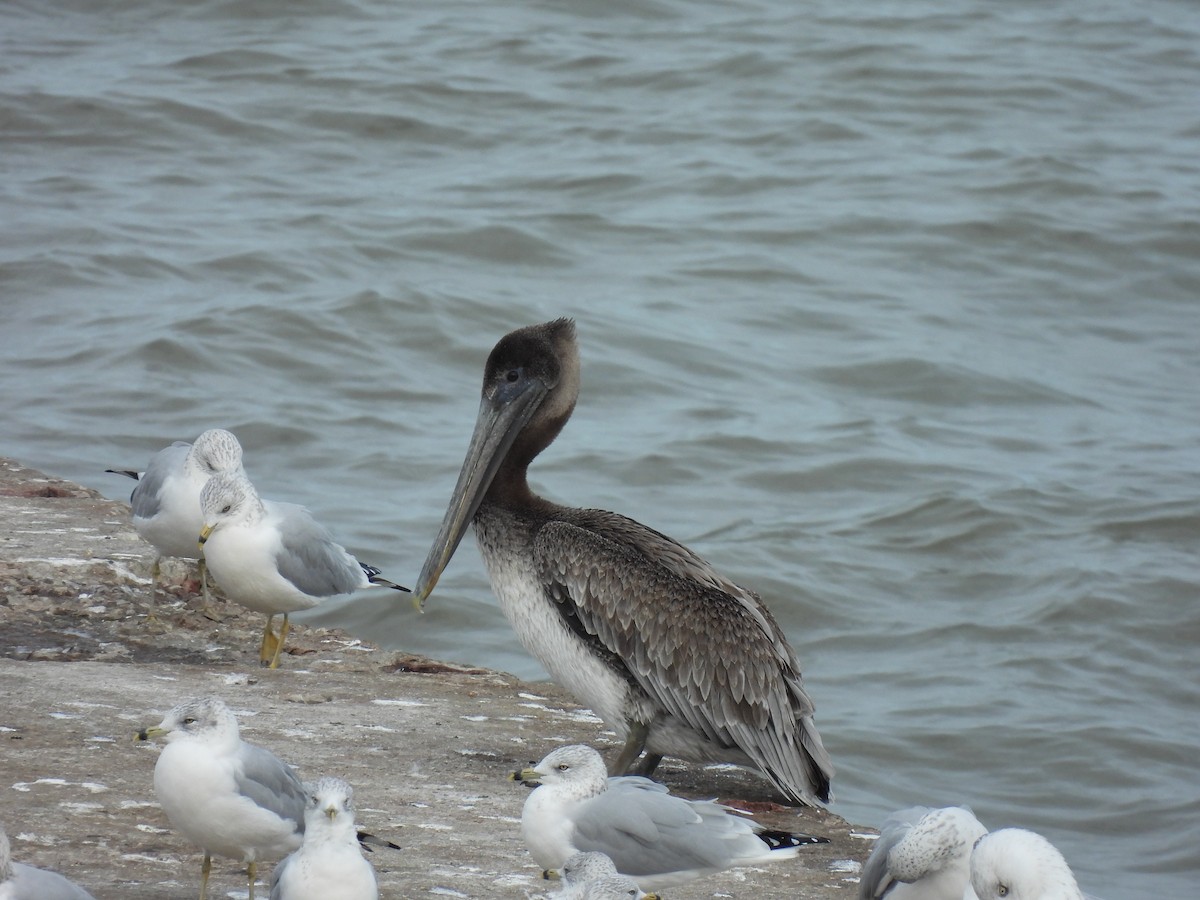 Brown Pelican - ML644555511