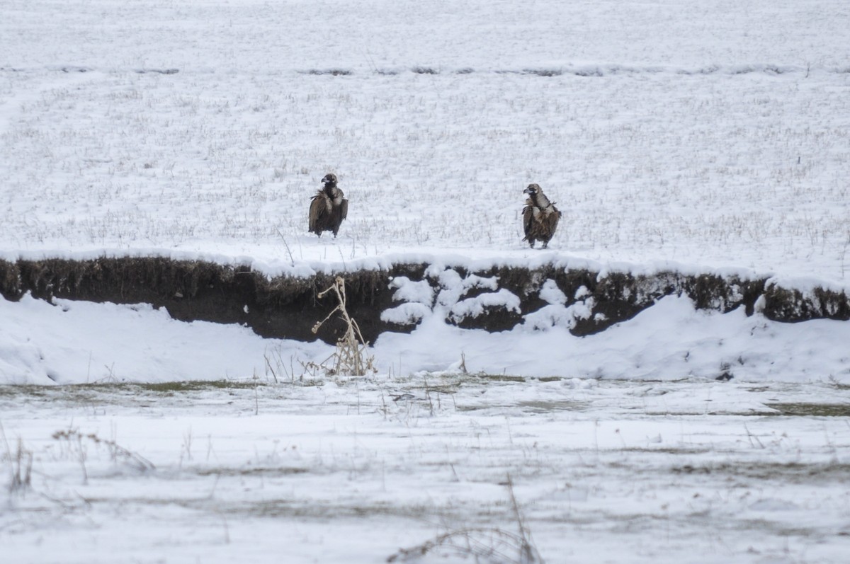 禿鷲 - ML644555517