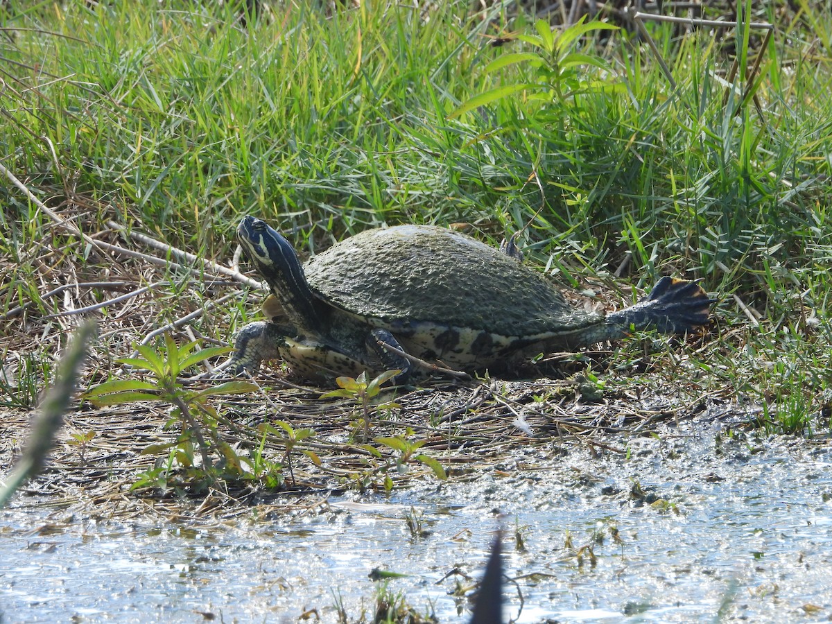 Coastal Plain Cooter - ML644555531