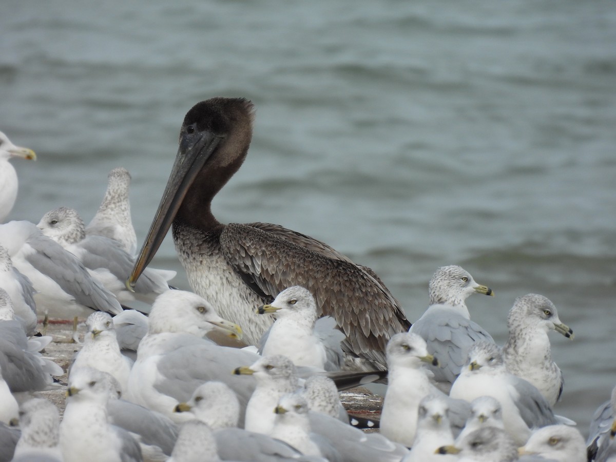 Brown Pelican - ML644555536