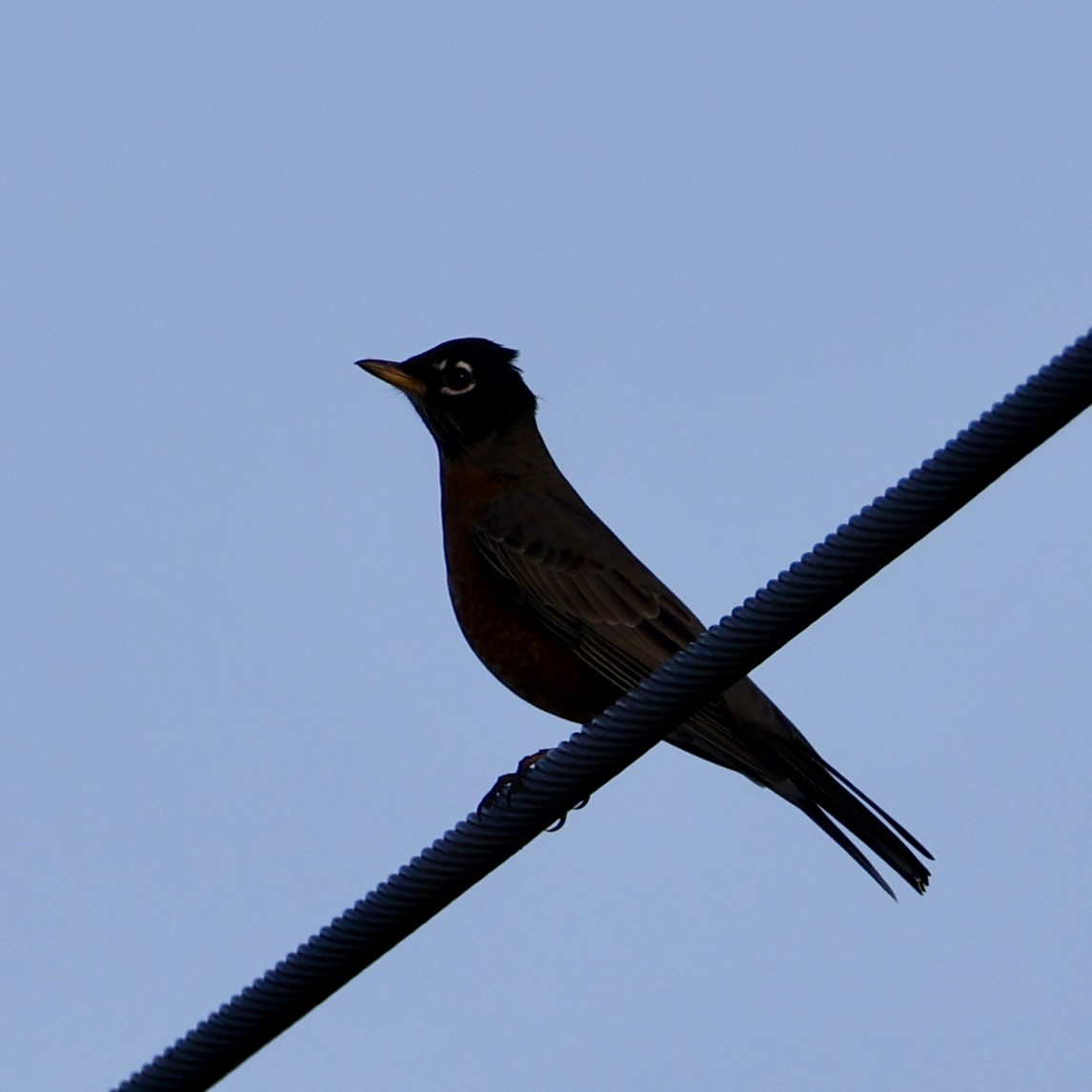 קיכלי נודד - ML644555544