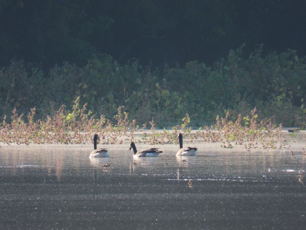Канад галуу - ML644555557