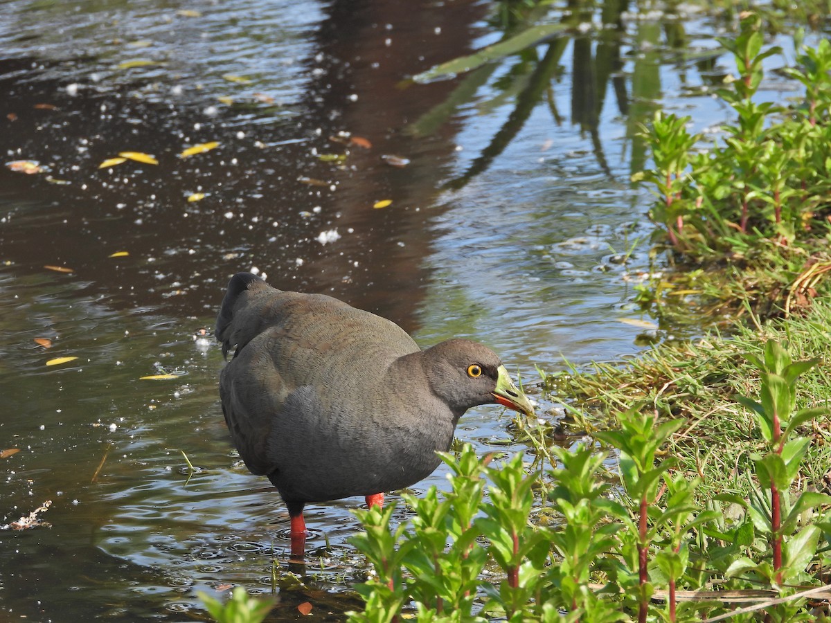 Black-tailed Nativehen - ML644555563