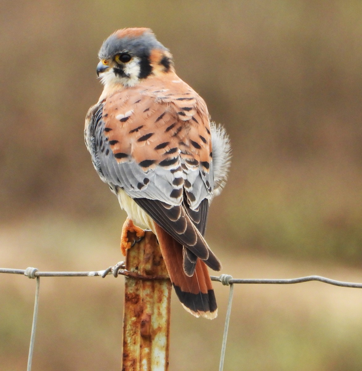 American Kestrel - ML644555567