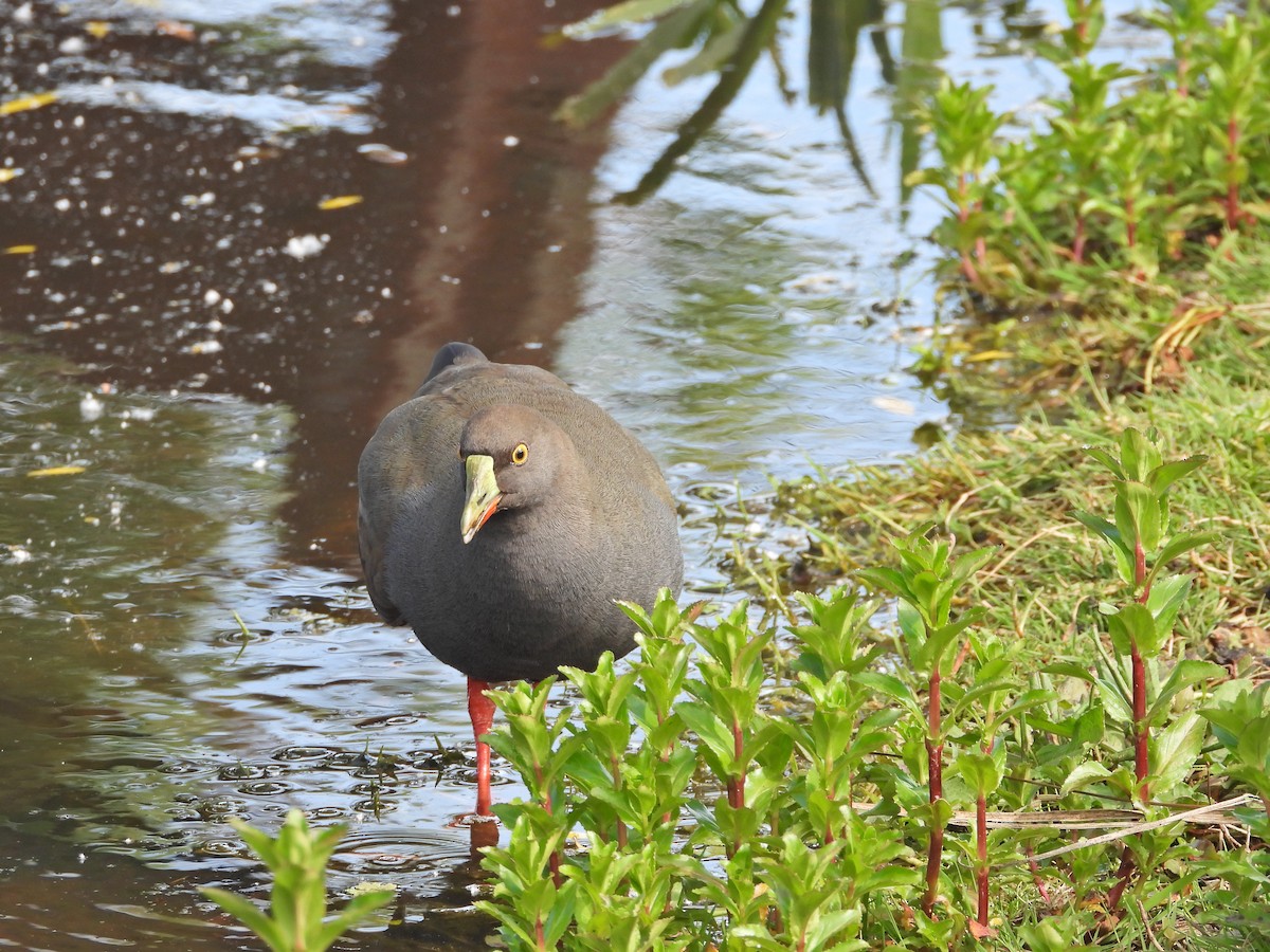 Black-tailed Nativehen - ML644555574